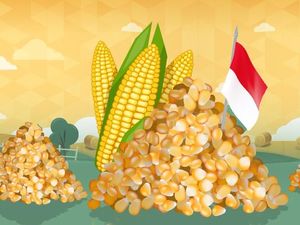 Izin Terbit, 100.000 Ton Jagung Brasil dan Argentina Masuk RI