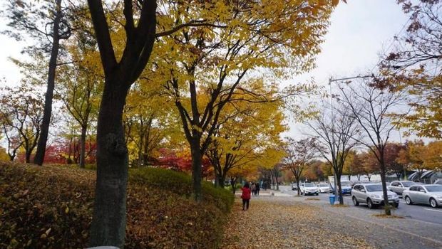 Seoul Forest, Korea Selatan