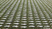 Begini penampakan 72.386 patung 12 inci yang terbungkus kain kafan. REUTERS/Toby Melville.