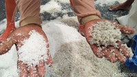 Para petani garam di Rembang Jawa Tengah melakukan panen terakhir karena sudah masuk musim hujan. 