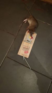 Dapurnya Dipenuhi Tikus, Wanita Ini Harus Ngungsi Masak di Rumah Tetangga