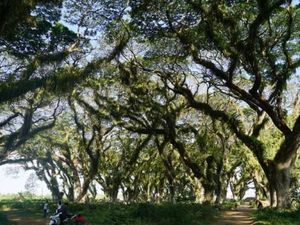 Kembaran Hutan Lord of The Rings di Ujung Pulau Jawa