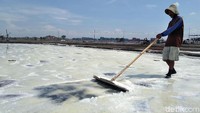 alah satu petani garam di Surabaya, Misnal (55) sedang memanen garam.