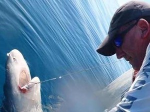 Marak Serangan Hiu Picu Desakan Pemusnahan Hiu di Queensland Utara