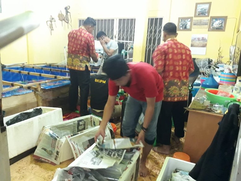 Polisi Gerebek Gudang Penampungan 56.306 Benih Lobster di Jambi Polisi Gerebek Gudang Penampungan 56.306 Benih Lobster di Jambi