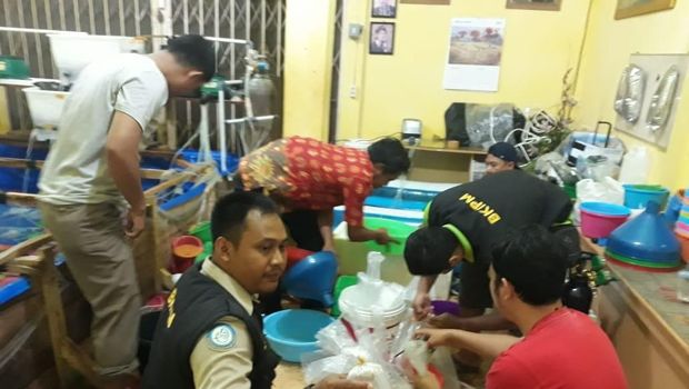 Polisi Gerebek Gudang Penampungan 56.306 Benih Lobster di Jambi