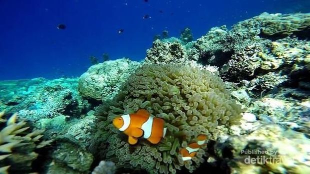 Togean