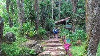 Tapi tak perlu khawatir, selama perjalanan tidak akan merasa lelah. Hutan pinus yang menyegarkan mata ditambah dengan udara yang sejuk khas pegunungan jadi obatnya (Dadang Hermansyah/detikTravel) 