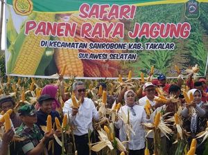 Hari Pahlawan, Momentum Petani Jadi Pahlawan Jagung