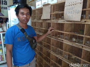 Pakar Kicau Mania Berbagi Tips Jadi Juara