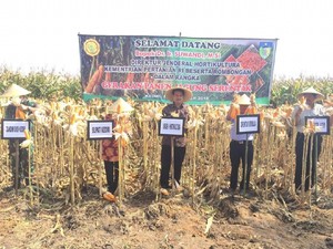 Agar Jagung Tak Dikuasai Pengusaha, Bupati Kediri Optimalkan BUMD