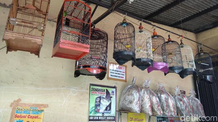 47++ Harga burung kicau murah 2020 terbaru
