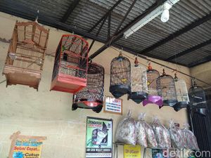 Dari Hobi Lomba, Kini Jualan Burung Kicau Beromzet Rp 60 Juta