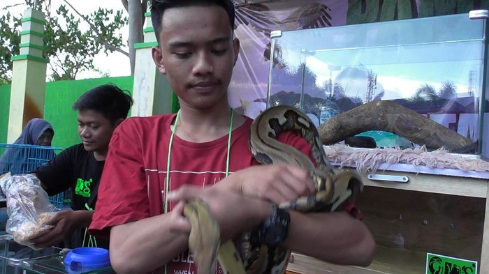 Ular Sanca hingga Kura-kura Jadi Rebutan Selfie Warga Gorontalo