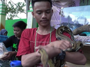 Ular Sanca hingga Kura-kura Jadi Rebutan Selfie Warga Gorontalo