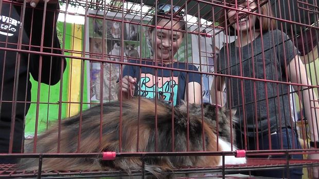 Ular Sanca hingga Kura-kura Jadi Rebutan Selfie Warga Gorontalo