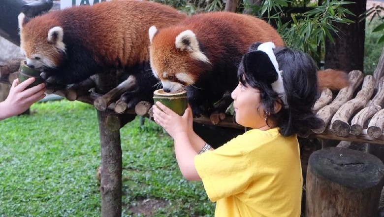 Intip Kelucuan Red Panda Suka Goyang Dangdut Di Taman Safari Bogor,New Beautiful Doll Wallpaper Hd