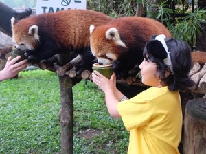 Intip Kelucuan Red Panda Suka Goyang Dangdut di Taman Safari Bogor