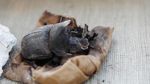 Temuan Baru di Makam Kuno Mesir: Mumi Kumbang hingga Patung Kucing