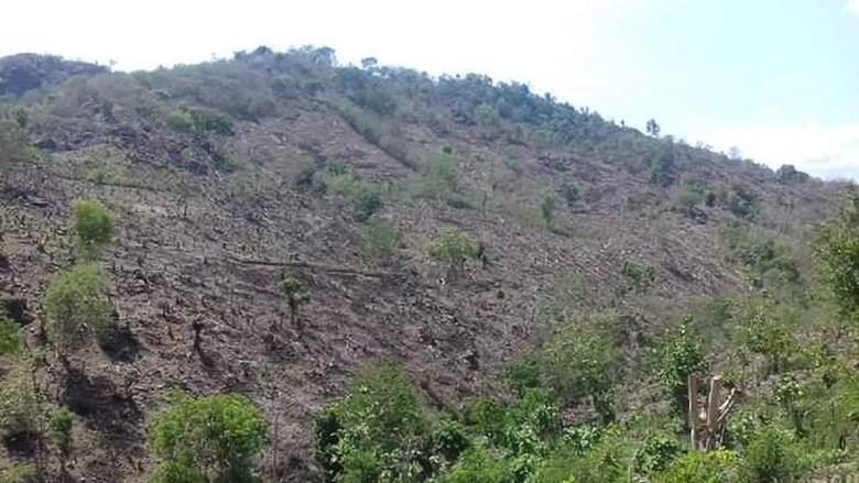 Foto: Bukit gundul di perbatasan Bima-Dompu (Syarif/istimewa) Foto: Bukit gundul di perbatasan Bima-Dompu (Syarif/istimewa)