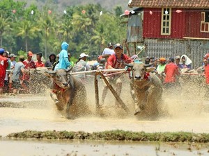 Begini Kehebohan Barapan Kebo di Sumbawa