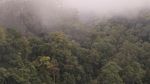 Foto: Indahnya Hutan Leuser yang Terus Dirusak