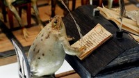 Museum ini memiliki sekitar 108 koleksi kodok yang berasal dari berbagai pelosok negeri. Perrier membawanya ketika ia pulang dari berbagai tempat. (REUTERS/Denis Balibouse)