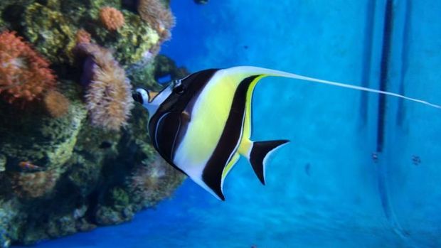 Akuarium di Pulau Sentosa, Singapura