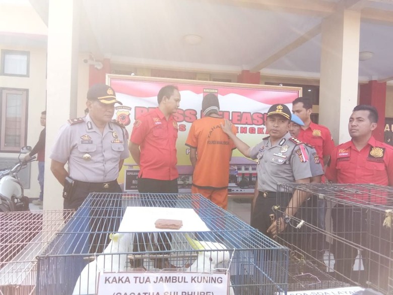 Jual Landak dan Kukang, Mahasiswa di Majalengka Dibui Jual Landak dan Kukang, Mahasiswa di Majalengka Dibui