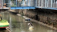 Banyaknya ikan sapu-sapu di anak kali Ciliwung menjadi salah satu indikator kondisi sungai masih tercemar.