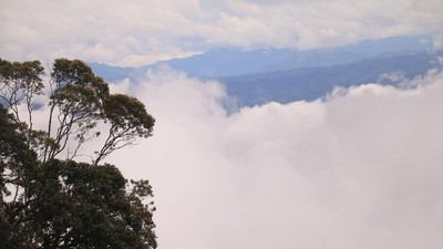Foto: Indahnya Hutan Leuser yang Terus Dirusak