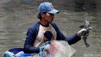 Momen warga saat menangkap ikan sapu-sapu di Kali Anak ciliwung di kawasan Glodok, Jakarta, Senin (12/11/2018).