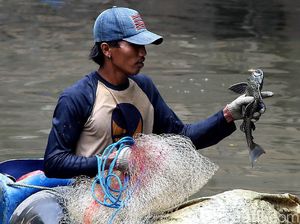 Dinas KPKP Diminta Gandeng Pemburu Sapu-sapu demi Ekosistem Ciliwung