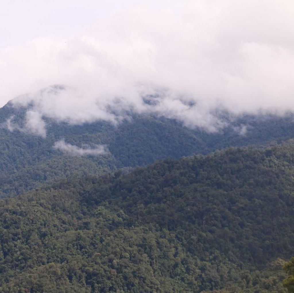 Artis Hollywood Banyak yang Peduli Taman Nasional Leuser, Masa Kamu Nggak?