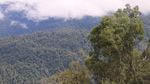 Foto: Indahnya Hutan Leuser yang Terus Dirusak