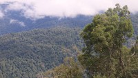 Untuk menjaga Leuser dari pembalakan liar dan perambahan serta perburuan satwa, dua tim ranger setiap bulan dikerahkan untuk berpatroli. Mereka berjalan kaki selama 15 hari dan melaporkan temuan mencurigakan. Selain untuk mencegah pelaku pembalakan liar masuk, patroli tersebut juga untuk mencatat jejak satwa liar yang hidup di dalamnya.