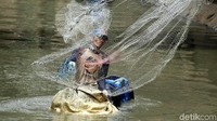 Warga menjaring ikan sapu-sapu dengan bantuan jala dan karet ban.
