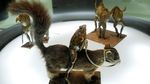 Foto: Museum Kodok yang Berbentuk Diorama Lucu