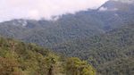 Foto: Indahnya Hutan Leuser yang Terus Dirusak