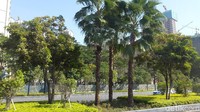 Pohon yang banyak ditanam di kota ini adalah pohon almond dan bunga yang banyak ditanam adalah kembang sepatu China. (Rita/detikTravel)