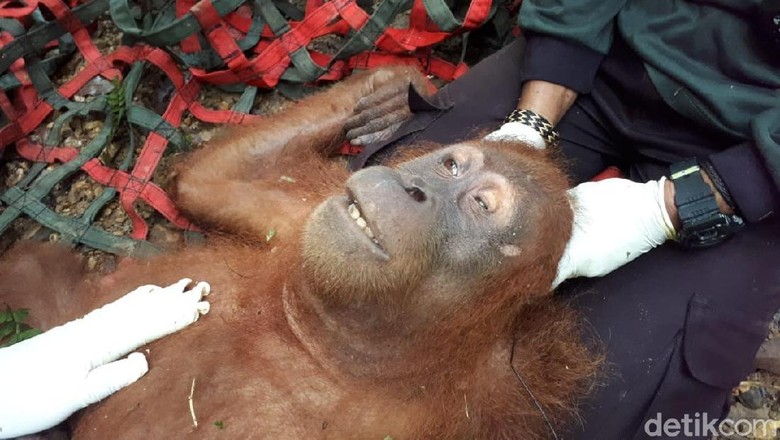 Orang Utan di Aceh Ditembak hingga Matanya Buta Orang Utan di Aceh Ditembak hingga Matanya Buta