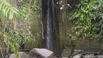 Foto: Air Terjun & Bunga Bangkai Unik di Bali