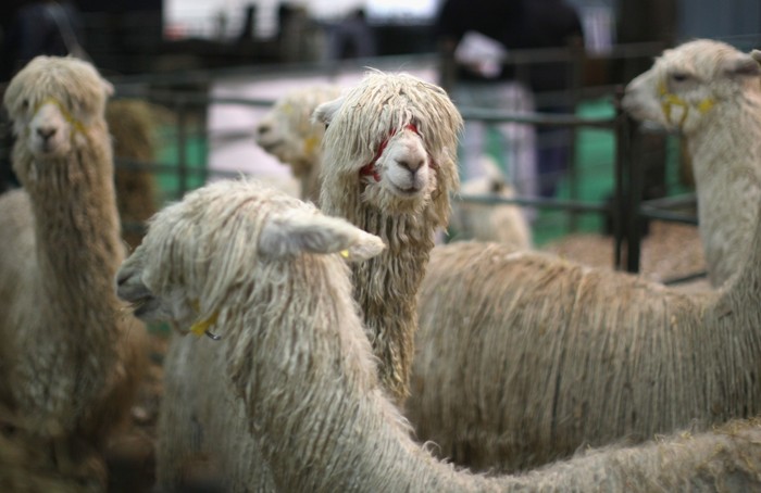 COVENTRY, ENGLAND - MARCH 11:  Alpacas wait to be judged at the British Alpaca Futurity Show being held at Stoneleigh Park, Warwickshire on March 11, 2011 in Coventry, England. The top British Alpacas are vying for many show honours ultimately seeking the accolade of Best in Show. Alongside the judging of the animals practical workshops in breeding and looking after Alpacas are taking place culminating in a fashion show of Alpaca clothing.  (Photo by Christopher Furlong/Getty Images)