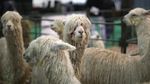 Fakta Alpaca, Hewan Gemas yang Meludah untuk Tunjukan Rasa Suka