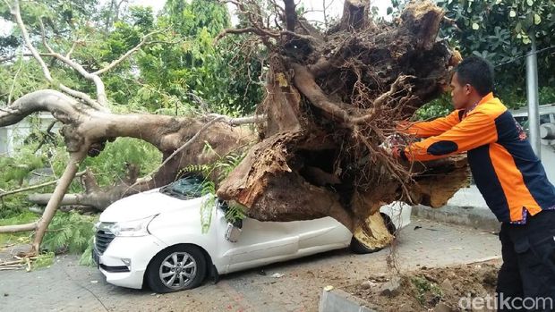 Usia dan Renovasi Taman Sebabkan Banyak Pohon Tumbang di Solo