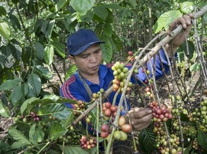 Yuk, Ikutan Festival Panen Kopi di Bener Meriah!
