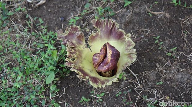 Air Terjun Kemenuh & Semerbak Bunga Bangkai di Bali