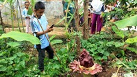 Tahun-tahun sebelumnya, setiap musim hujan bunga bangkai tersebut juga banyak di jumpai di daerah Cibiru, Kecamatan Sadananya dan di Ciharalang, Kecamatan Cijeungjing, Kabupaten Ciamis. Kehadiran bunga itu pun menarik perhatian warga sekitar. Tak sedikit warga yang datang untuk memotret bunga bangkai tersebut.