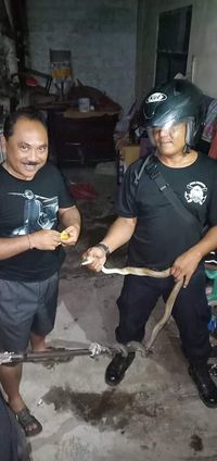  Ular berjenis kobra itu memiliki panjang sekitar 1,5 meter.