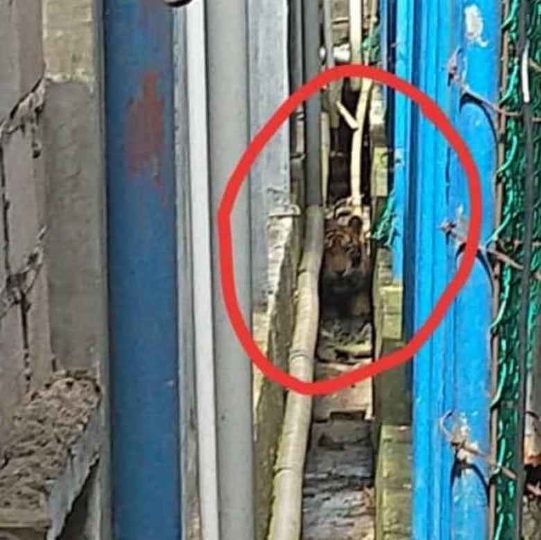 Kaki Harimau yang Terjebak di Ruko Terluka, Diduga Kena Jerat Kaki Harimau yang Terjebak di Ruko Terluka, Diduga Kena Jerat